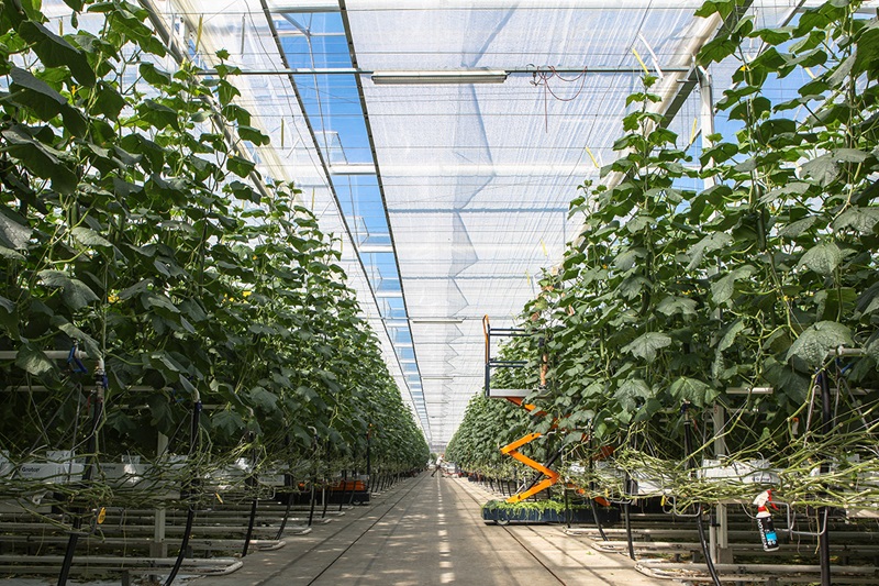 Solid board packaging - Smart Packaging Solutions