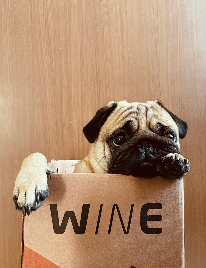 Pug in wine box